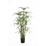 Royal Papyrus plant 125cm